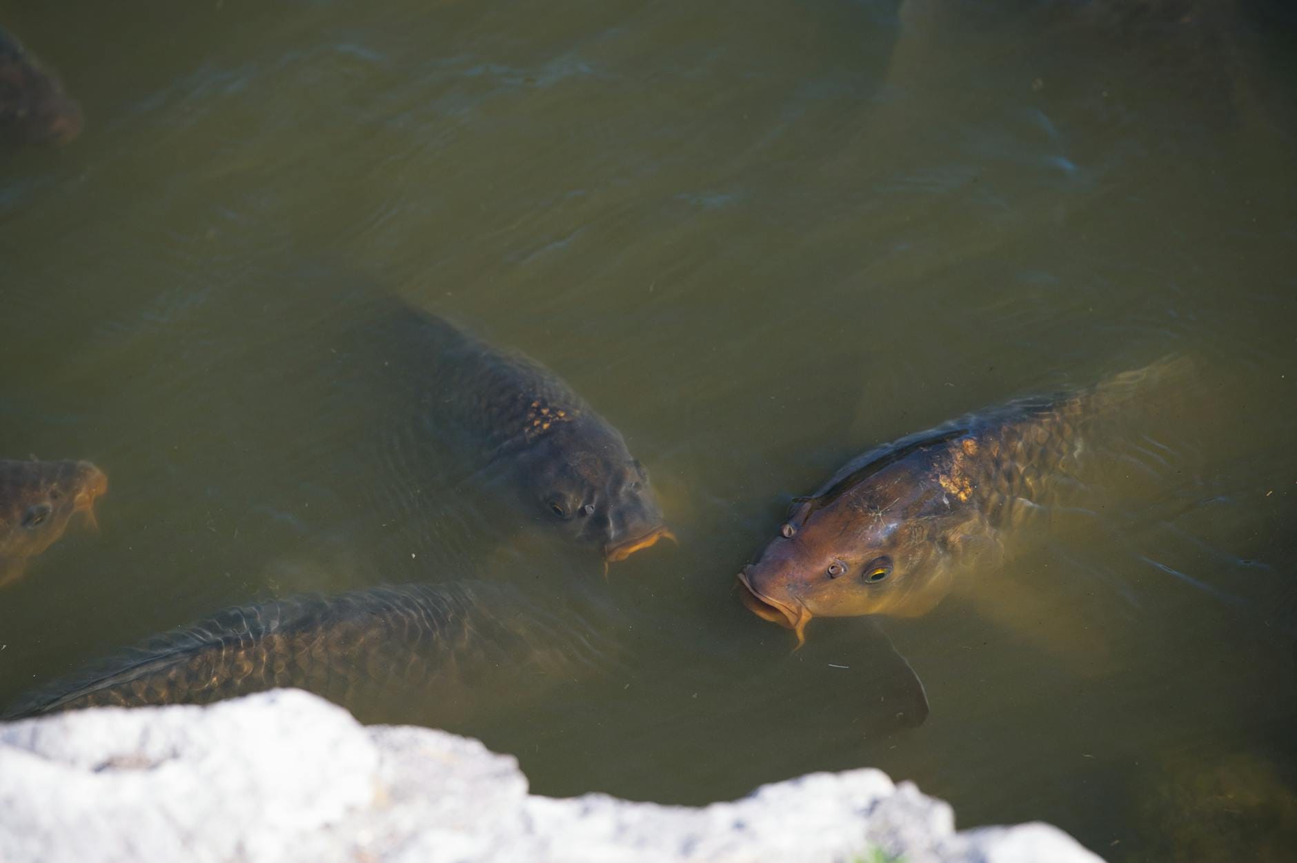 Stado karpi płynących przy skale w naturalnym zbiorniku wodnym